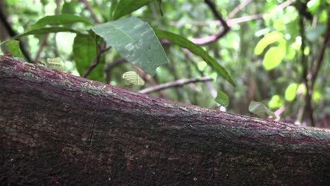 miles de hormigas cortadoras de hojas se mueven a través de una rama de árbol