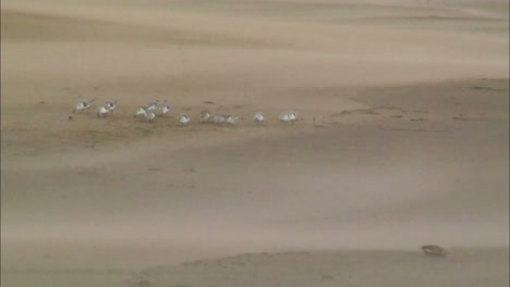 Szenen-Aus-Der-Point-Reyes-Wildnis-Entlang-Des-Pazifischen-Ozeans-In-Kalifornien