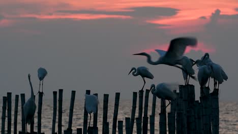 The-Great-Egret,-also-known-as-the-Common-Egret-or-the-Large-Egret