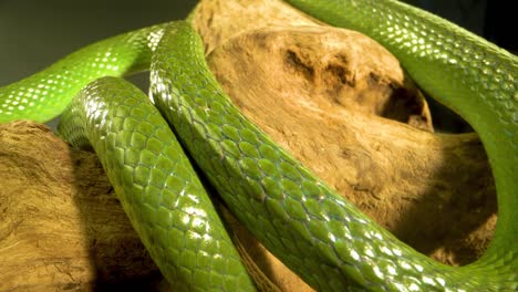 close-up of a vibrant green snake coiled on textured wood