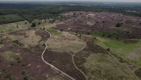 aerial descend and pan showing vast purple heather moorland hills of the sallandse heuvelrug near nijverdal in the netherlands with solitary and groupings of trees in the low vegetation heathland