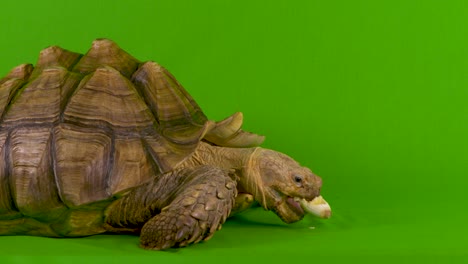 medium shot of a sulcata african spurred tortoise eating a banana on green screen