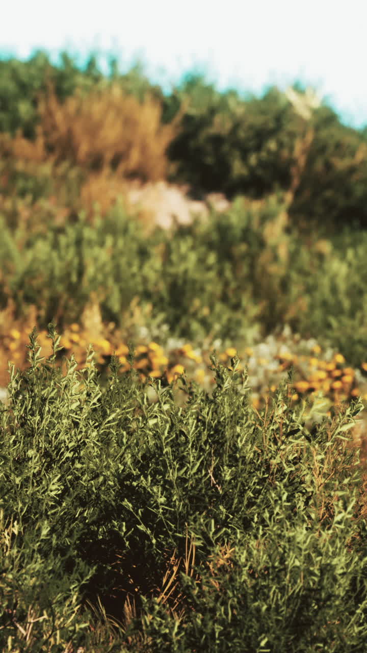 dunas de playa con hierba larga