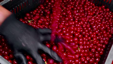 ripe cherries in a crate
