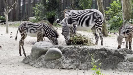 small dazzle of herbivore grevy's zebra, equus grevyi feeding on hays and grass at an enclosed sanctuary at singapore safari zoo, mandai reserves