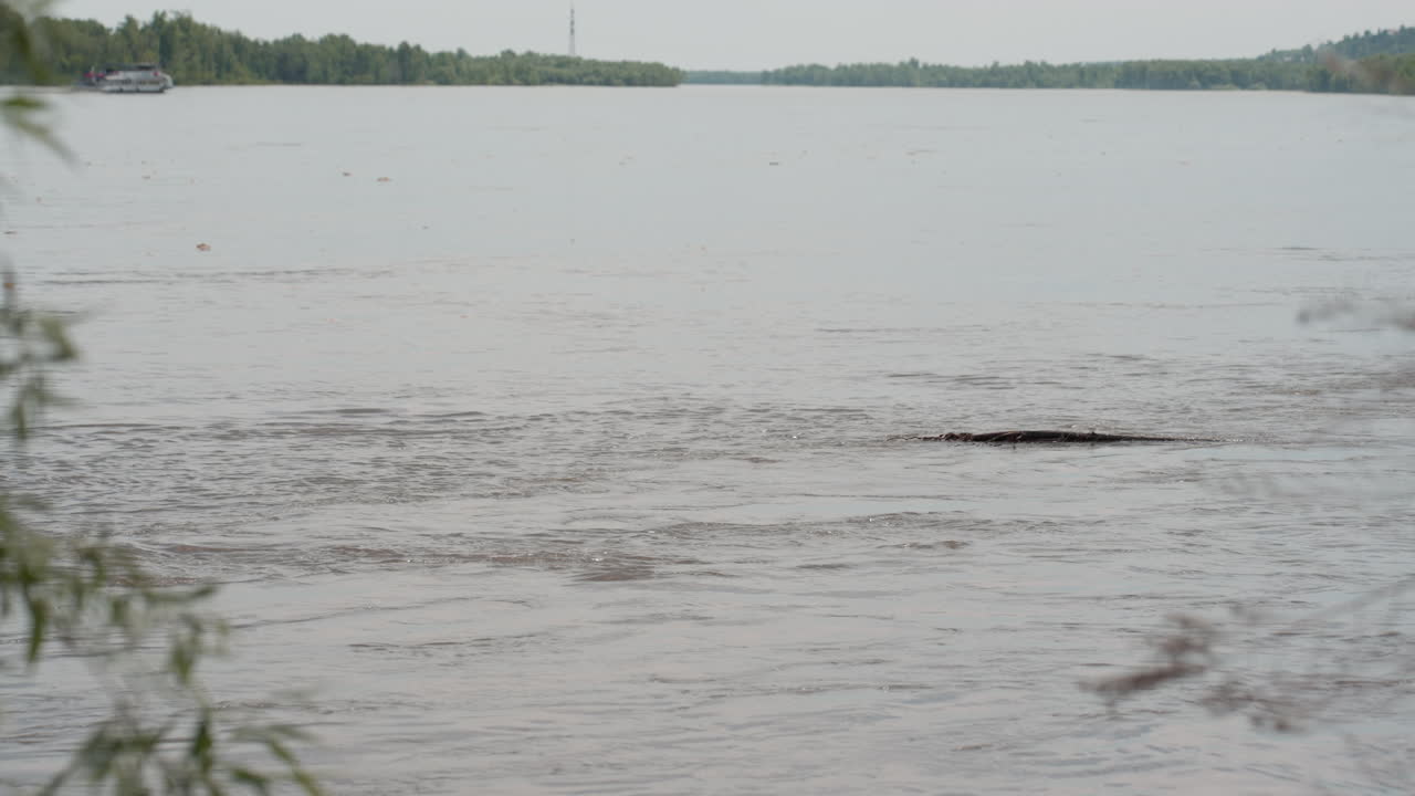Wide view of calm river flowing gently under soft daylight with distant boat barely visible on horizon, surrounded by tree-lined banks and subtle current ripples creating peaceful outdoor atmosphere