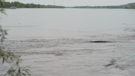wide view of calm river flowing gently under soft daylight with distant boat barely visible on horizon, surrounded by tree-lined banks and subtle current ripples creating peaceful outdoor atmosphere