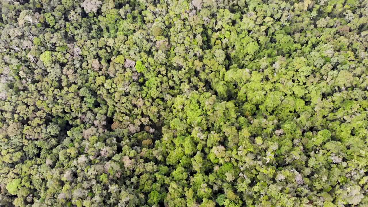 volando sobre exuberantes copas de árboles verdes de la selva ranomafana, madagascar