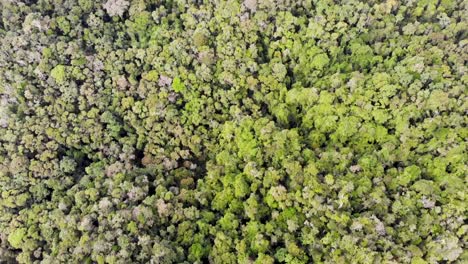 Fliegen-über-üppig-Grüne-Baumkronen-Des-Ranomafana-Dschungels,-Madagaskar