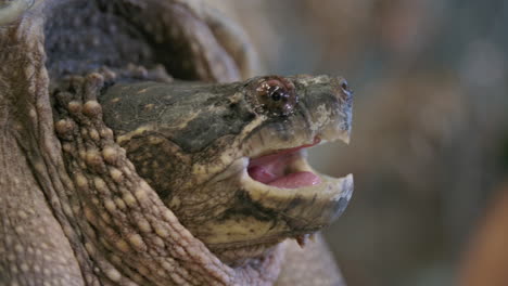 common snapping turtle close up