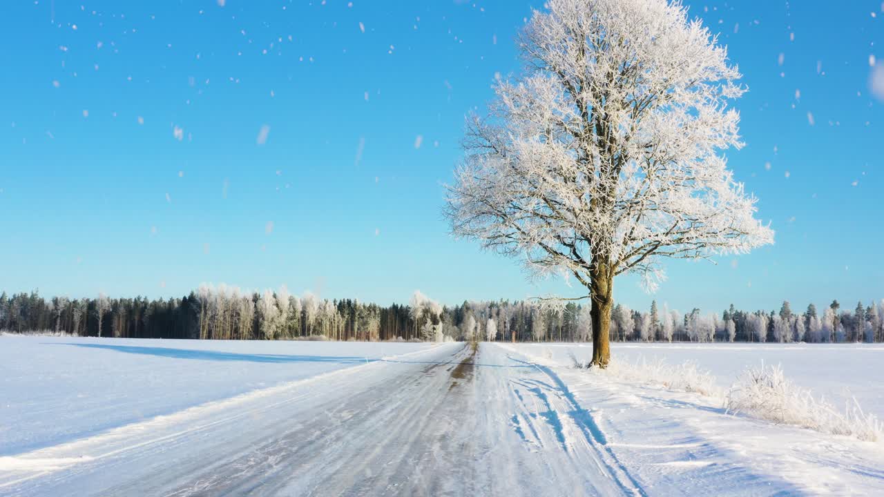 Vinterlandskab med isglat snedækket vej og frossent træ, snefald skaber koldt klima på en solrig vintermorgen.