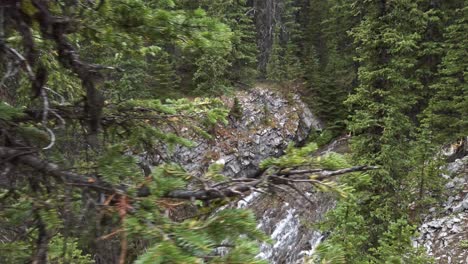 hiker panned from mountain creek rockies kananaskis alberta canada