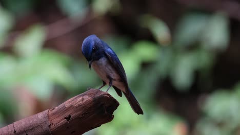 Die-Kamera-Verschiebt-Sich-Nach-Rechts,-Während-Sie-Auch-Herauszoomt,-Während-Der-Vogel-Nach-Unten-Und-Umherblickt,-Hainan-Blauschnäpper-Cyornis-Hainanus,-Thailand