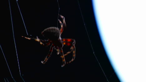 Close-up-of-a-spider-building-a-web-1