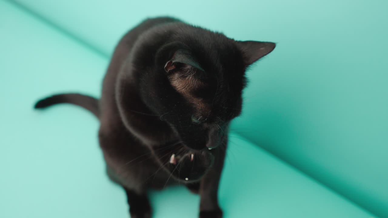 Black cat licking paw on turquoise background