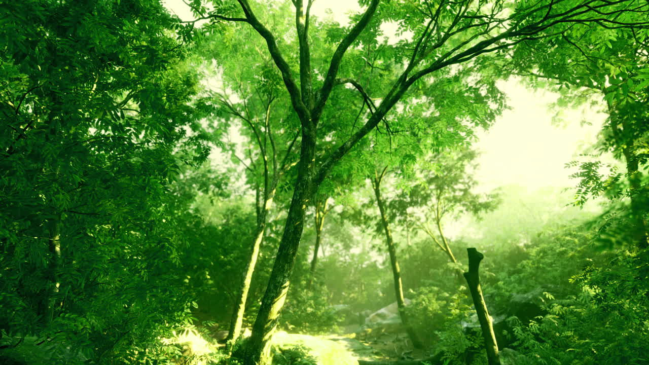Lush green forest with sunlight filtering through tall trees in nature