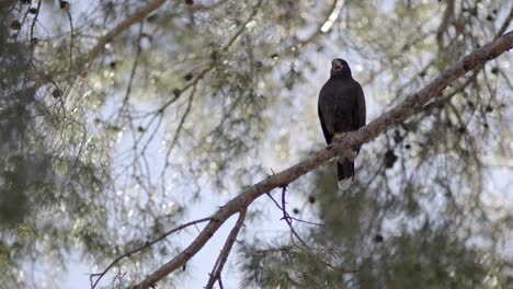 Hawk,-sitting-in-tree,-peers-down-at-viewer-and-screeches,-medium-shot-with-room-for-copy