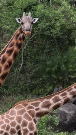 una jirafa comiendo hojas cerca de un camino en un bosque