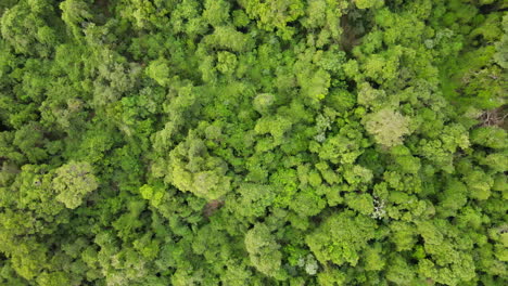 Vista-Aérea-Giratoria-Del-Exuberante-Bosque-Tropical-Verde