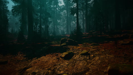 foggy forest with tall trees