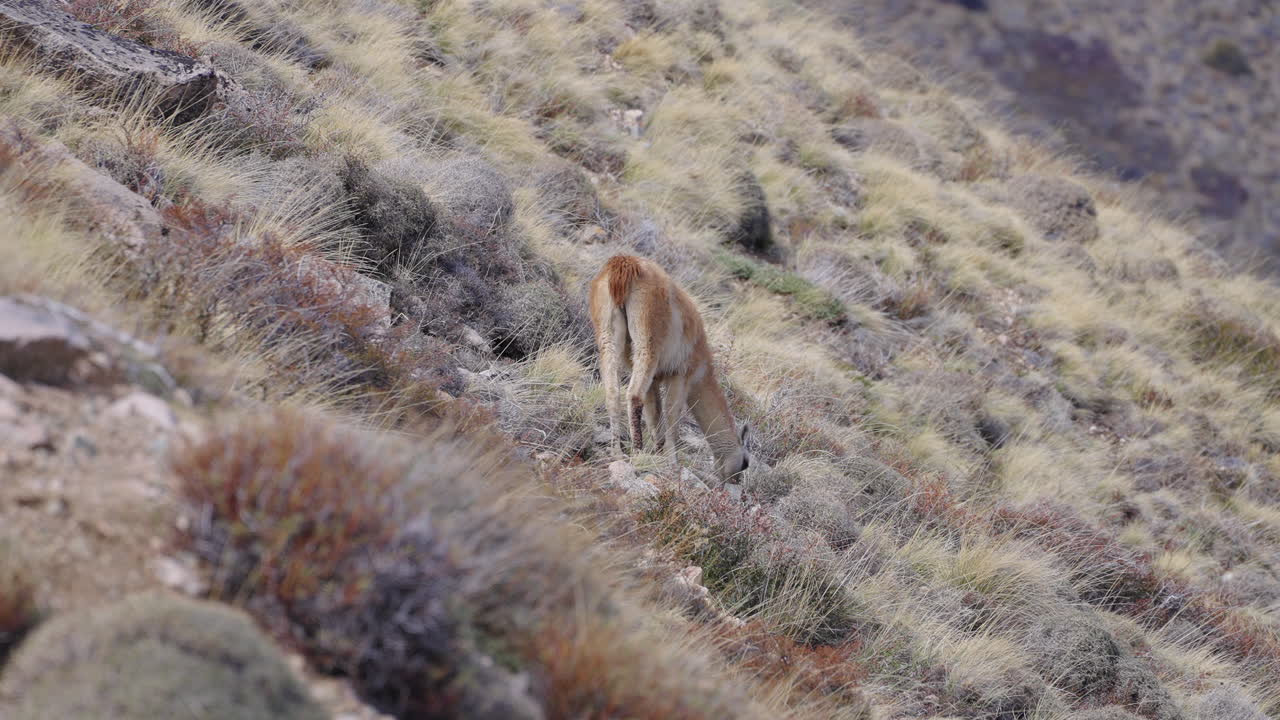 una llama salvaje está de pie en la ladera, comiendo en el prado, argentina, paisaje de animales silvestres, tiro estático