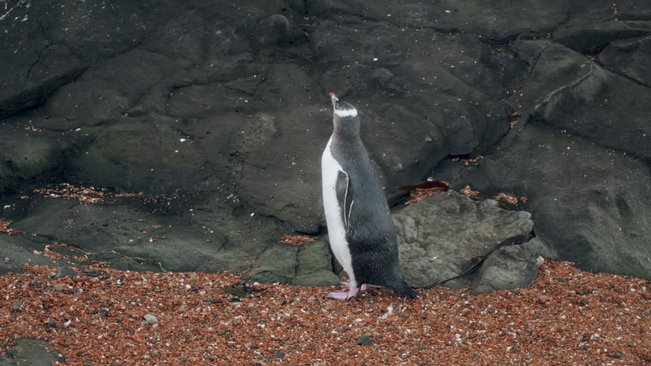 노란 눈의 이 해가 지는 동안 해안선을 고 있는 카티키 포인트 등대, 모에라키, 뉴질랜드