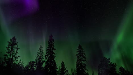 aurora with silhouetted trees foreground