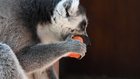 primer plano, cabeza de un lémur tratando de comer una zanahoria, pelaje gris y ojos naranjas