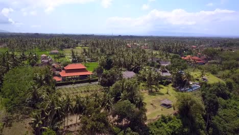 rural bali palm plantation in jungle