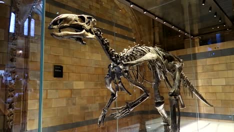 velociraptor skeleton inside of a glass cage in the london natural history museum