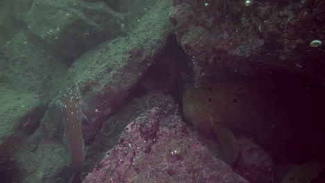 wolf eel takes urchin into the lair