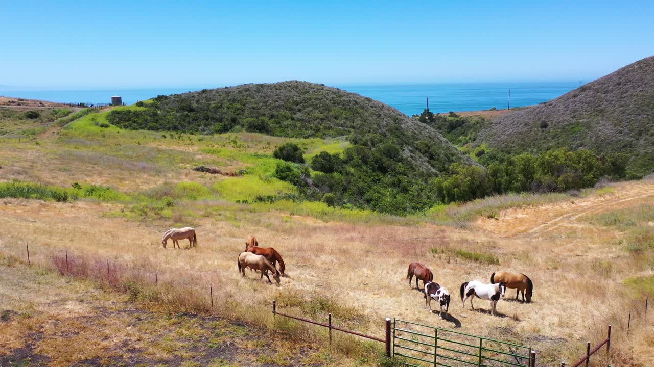 Vista aerea di cavalli al pascolo in un ranch o fattoria con l'oceano sullo sfondo, vicino a Santa Barbara, California.
