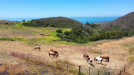 Antena-De-Caballos-Pastando-En-Un-Rancho-O-Granja-Con-Fondo-Oceánico-Cerca-De-Santa-Bárbara,-California-1