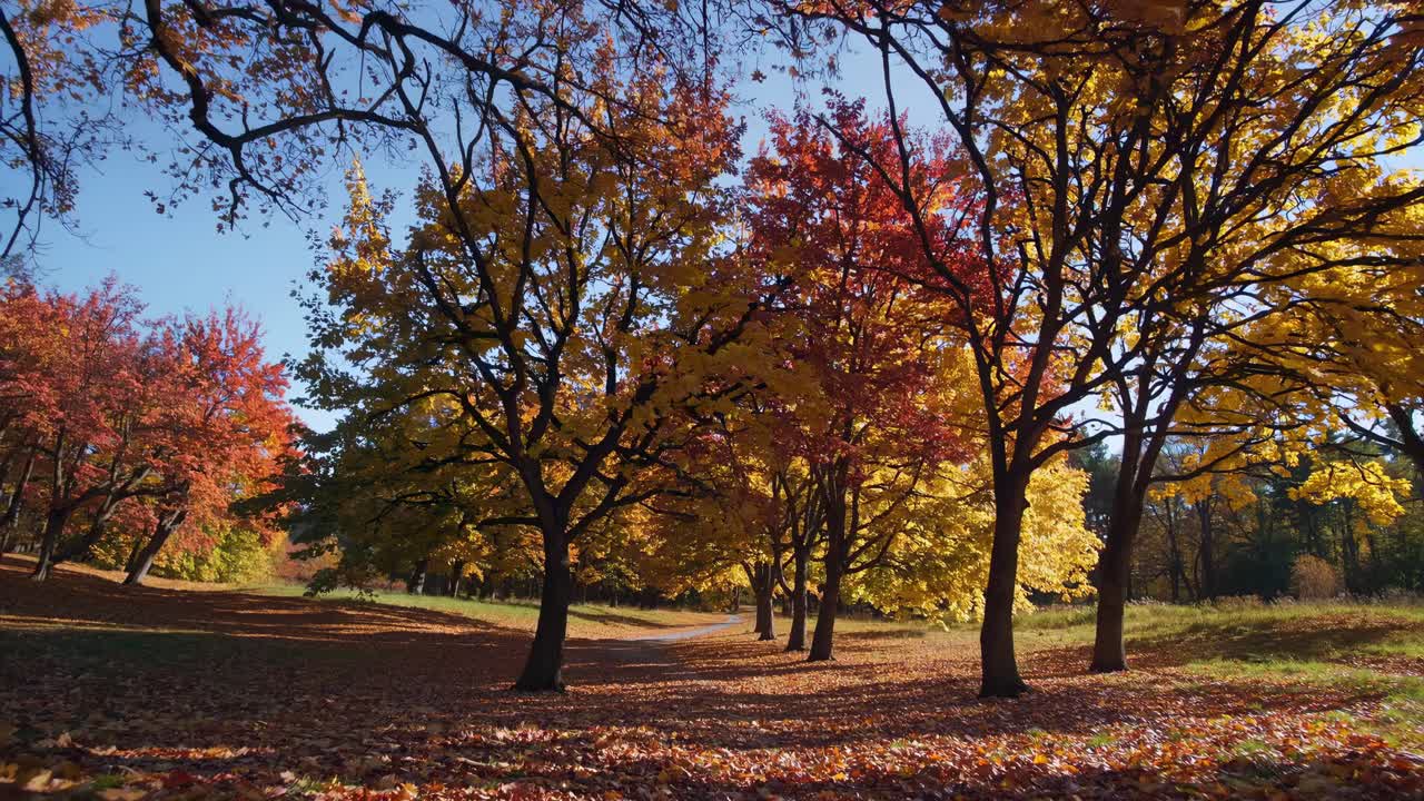 Autumn trees in a forest path