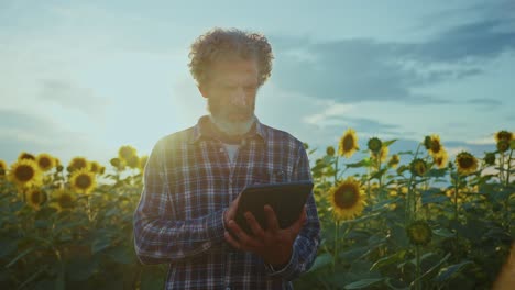 farmer using tablet in sunflower field at sunset