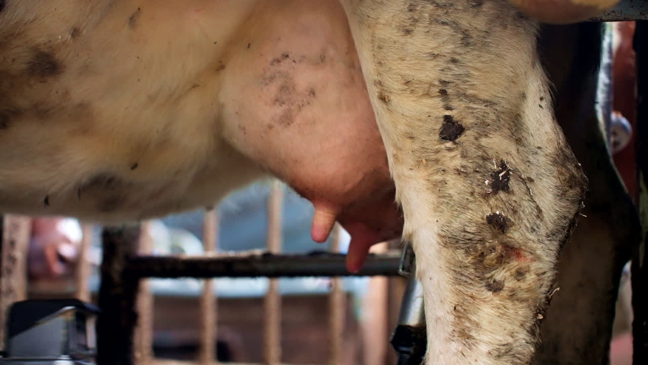Mechanical laser guided milking claw attaches teat cup to teat, low angle