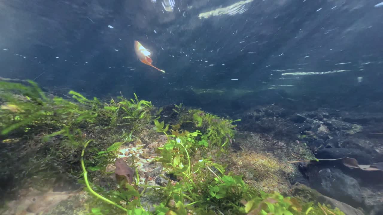 fotografía submarina de plantas acuáticas que se mueven intensamente en el fondo de un pequeño arroyo en saaremaa, estonia.