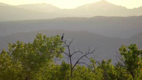 Gran-Garza-Azul-Posada-En-Un-árbol-Contra-Un-Fondo-De-Montañas