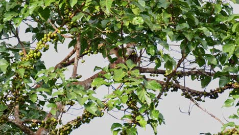 Visto-A-Través-De-Las-Gruesas-Hojas-Y-Ramas-Comiendo-Frutas,-Civeta-De-Palma-De-Tres-Rayas-Arctogalidia-Trivirgata,-Tailandia