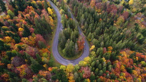 winding road surrounded by a colourfull trees in the forest