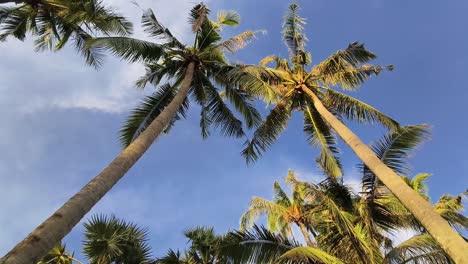 palm trees under a blue sky