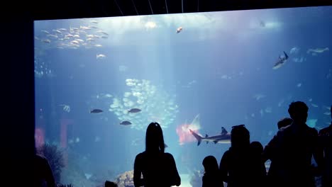 people observing marine life in a large public aquarium