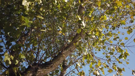 Low-Angle-Shooting-Eines-Baumes-An-Einem-Windigen-Herbsttag-Und-Blauer-Himmel-Im-Hintergrund