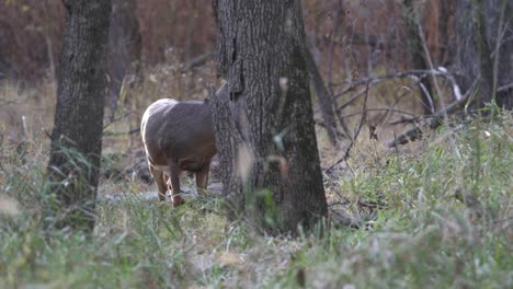 A-large-whitetail-buck,-standing-between-two-trees,-looks-up-briefly-before-continuing-to-feed-on-grass