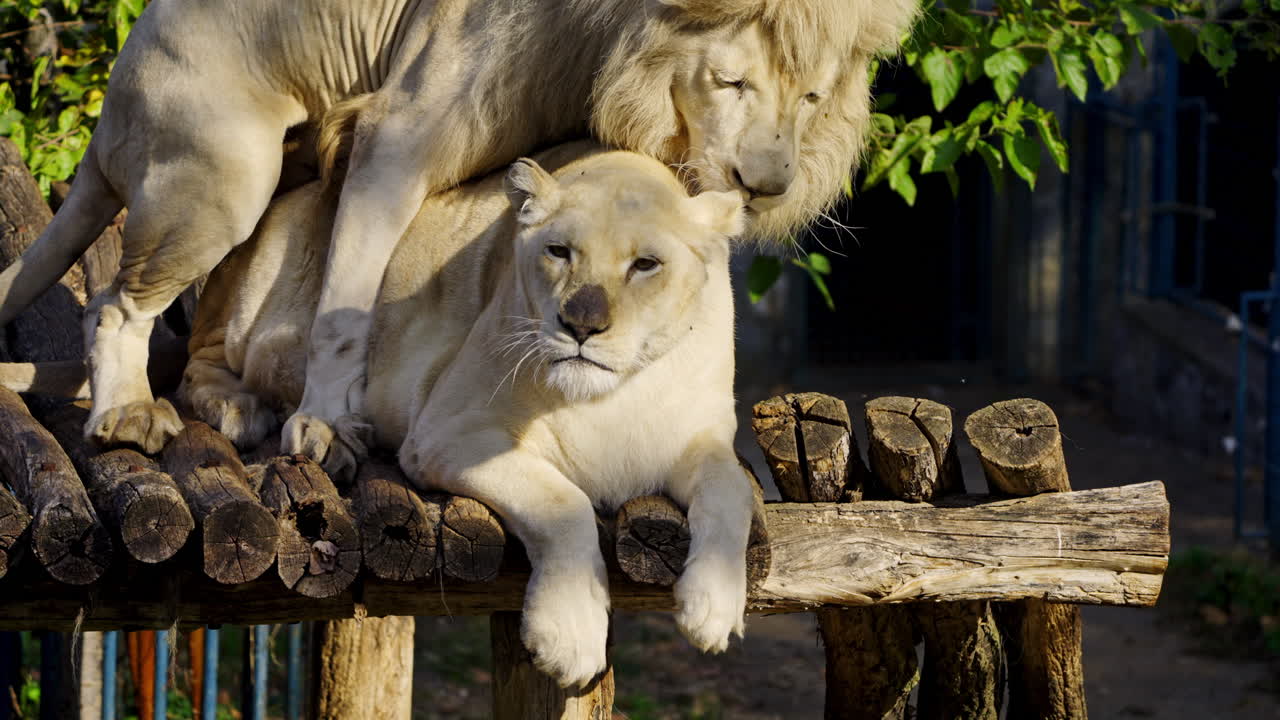 Two White Lions Interaction