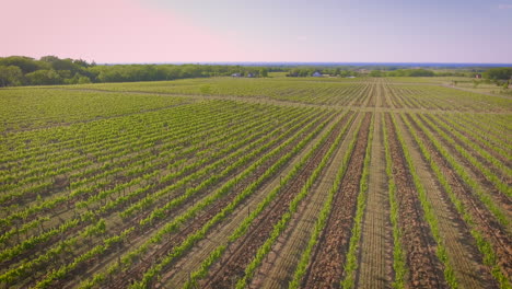 a view of a vineyards rows of grapes on a summers day