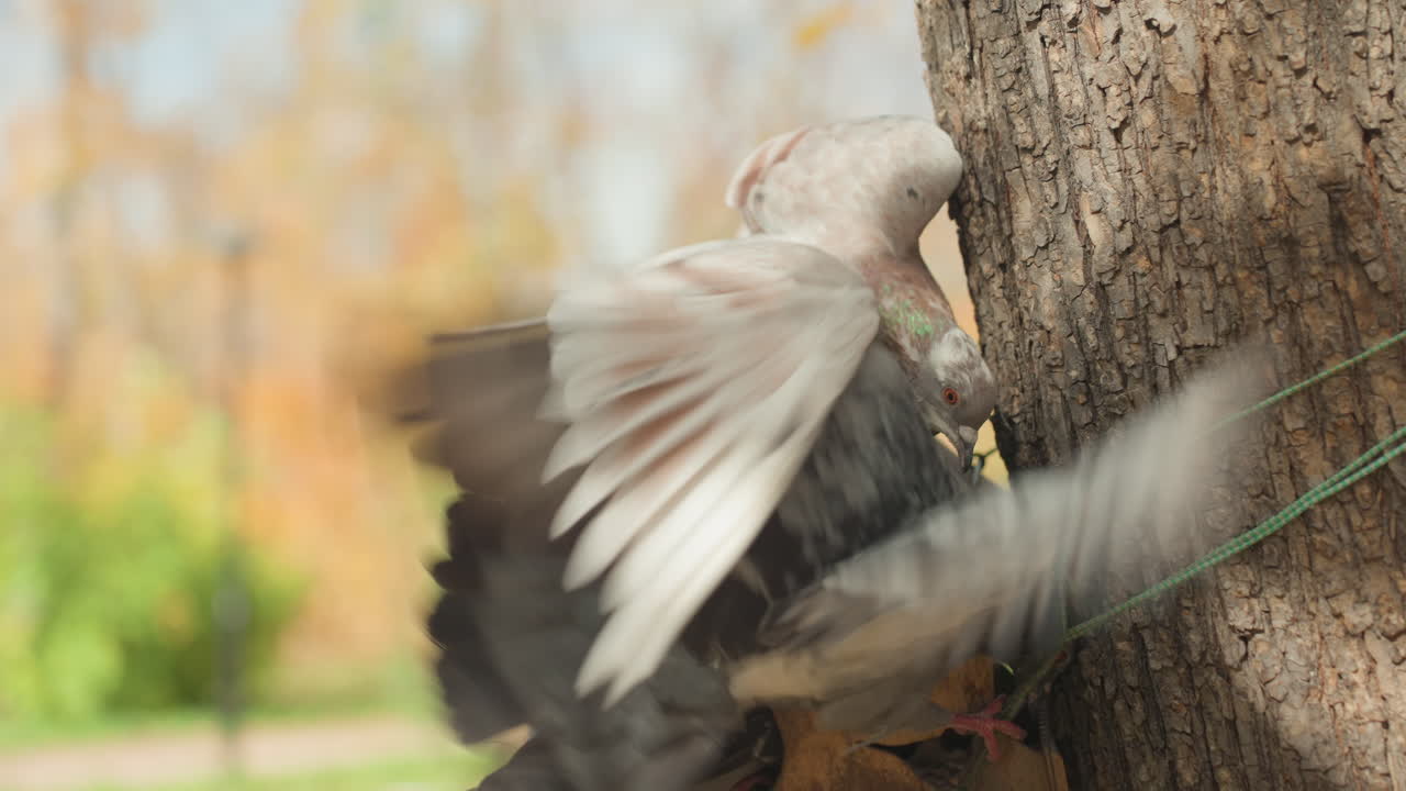 Piccioni che si nutrono a una mangiatoia per uccelli, primo piano in un parco autunnale di due piccioni che si contendono una scatola di legno, ali che sbattono, semi sparsi, sfondo dorato caldo, movimento energico, dettaglio della natura