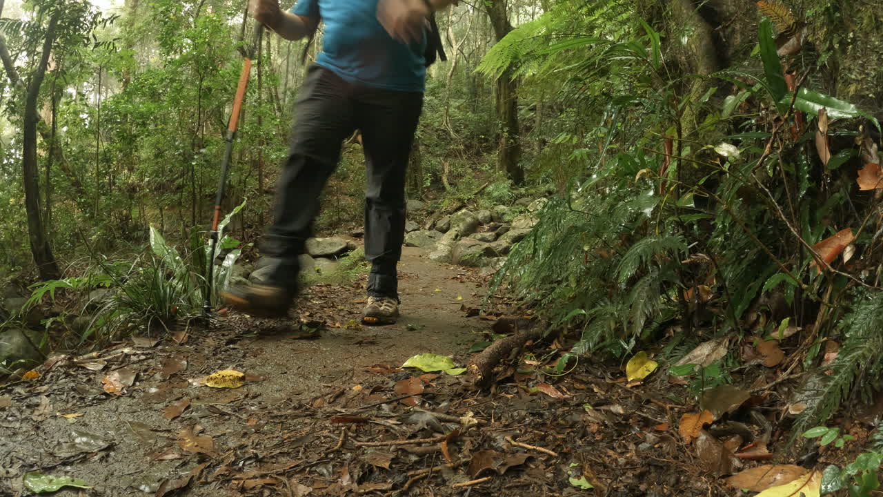 Middle aged male, hiking along a path with a trekking pole, walks towards camera, Morans Falls Trail, bushwalking track, Lamington National Park, Queensland, Australia