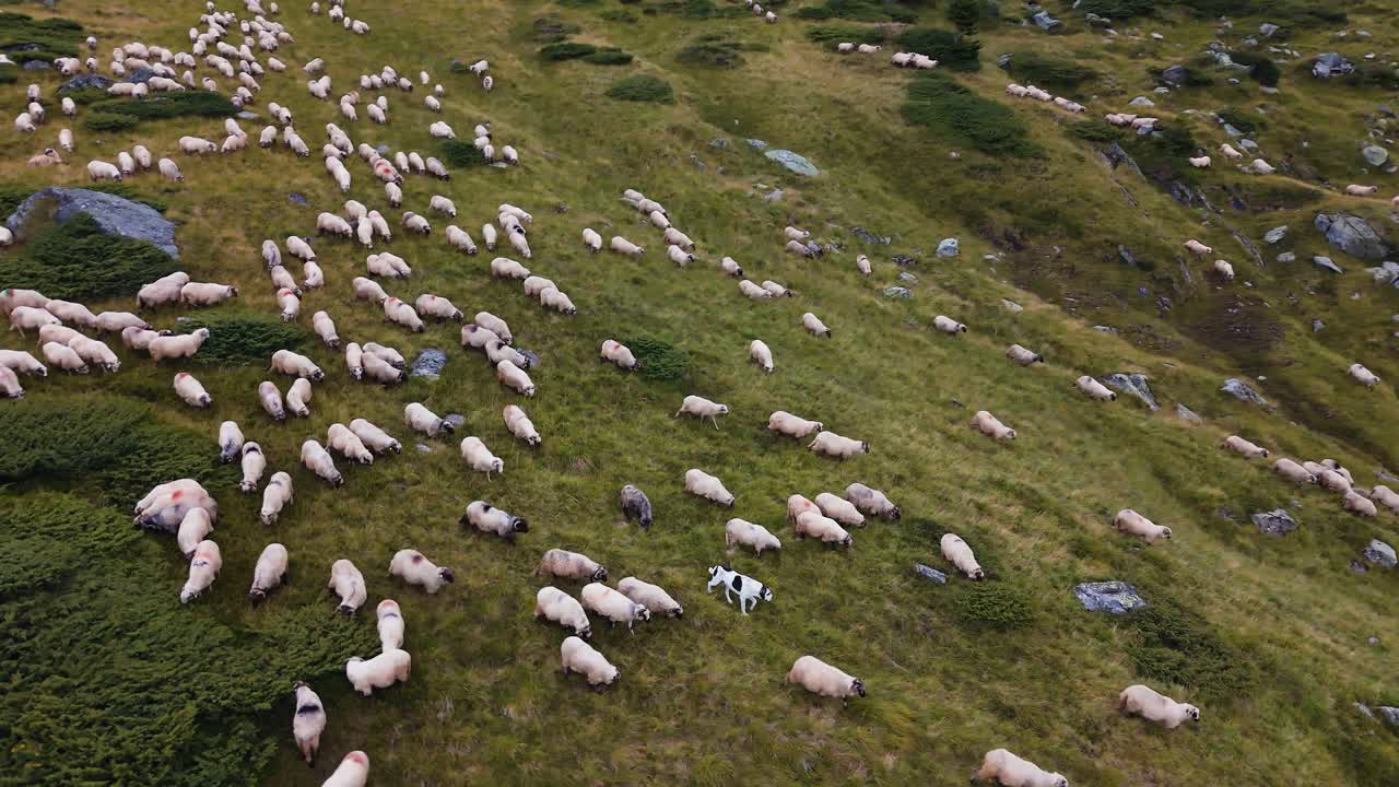 Un drone scende in picchiata sopra un gregge di pecore e un cane pastore su un pendio di montagna.