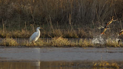 Majestuosa-Garza-Blanca-Despega-En-Una-Reserva-Natural-Alemana